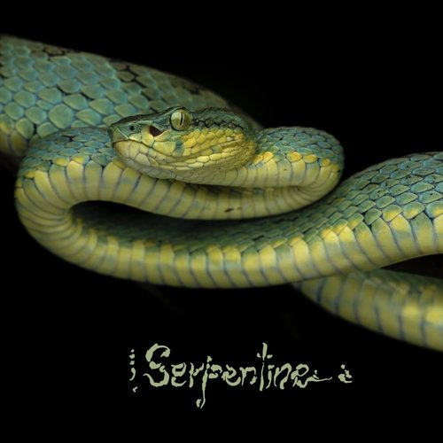 Serpentine