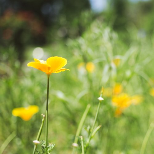 Dream of Spring - Single