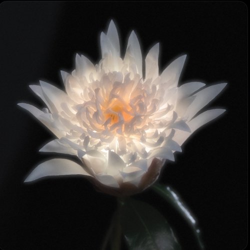 Time Is A Flower (Deluxe)