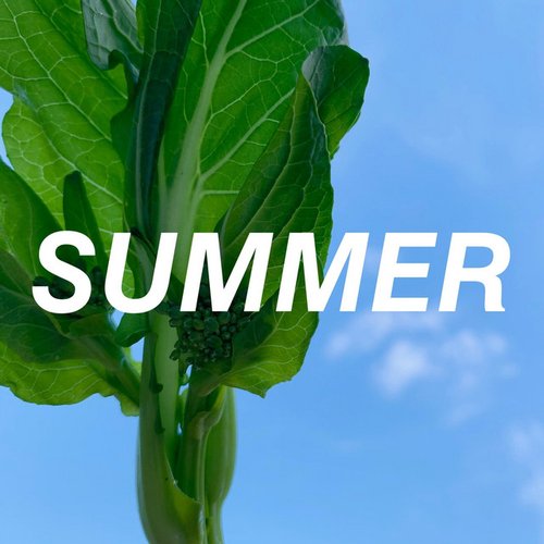 夏日特定 (纯音乐)