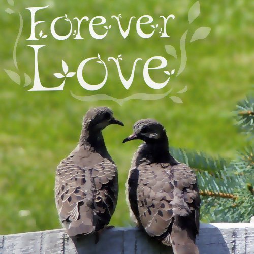 Forever Love