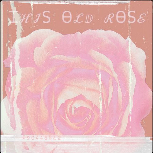 This old rose