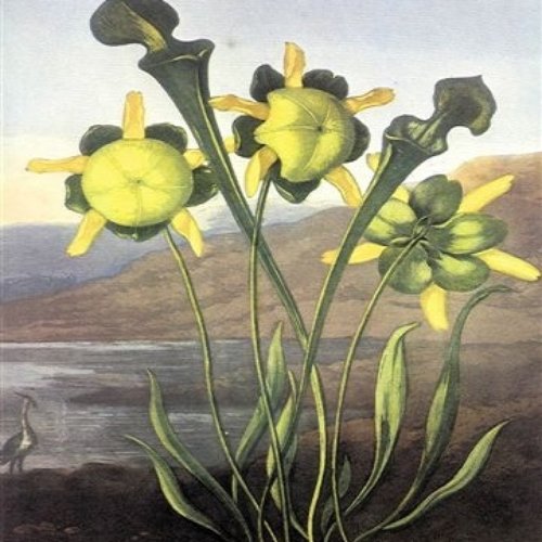 English Commonflowers