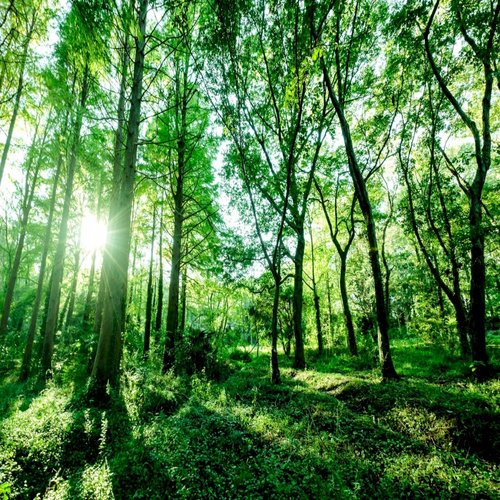 Into the Green
