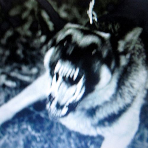 Stay Doggy, Stay