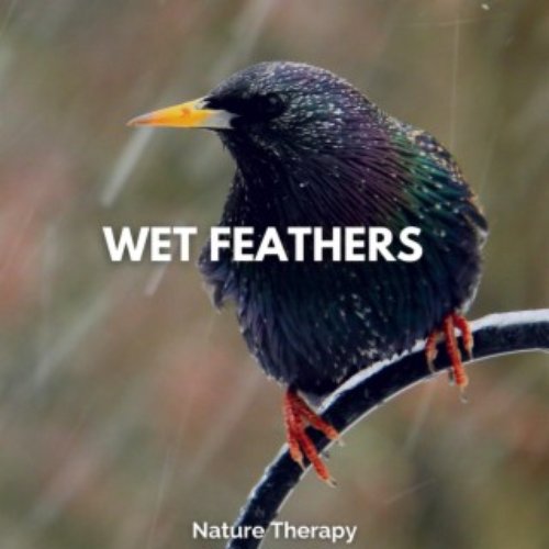 Wet Feathers
