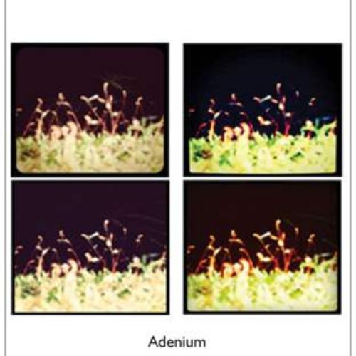 Adenium
