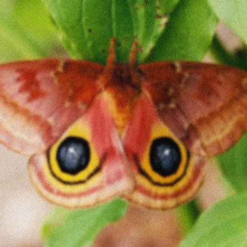 Dustmites - Single