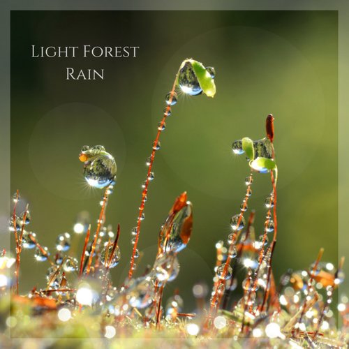 Light Forest Rain