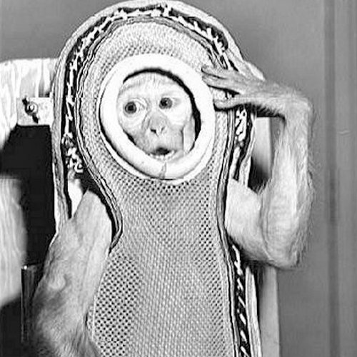 Space Monkey