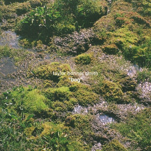 Bog