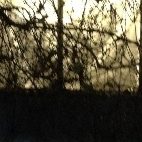 The Pleasure Garden