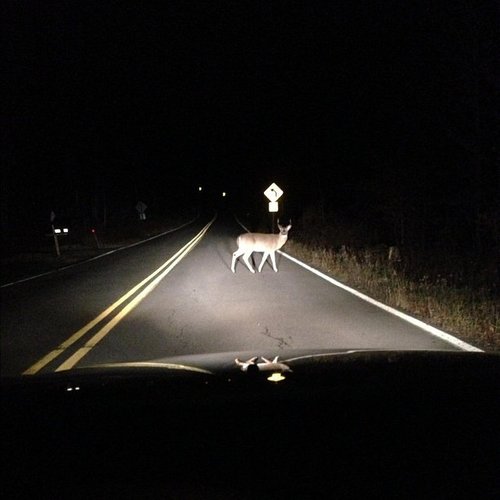 deer in tha headlights