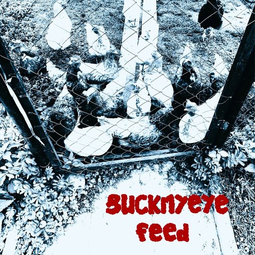 feed