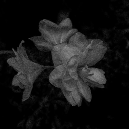 Growth