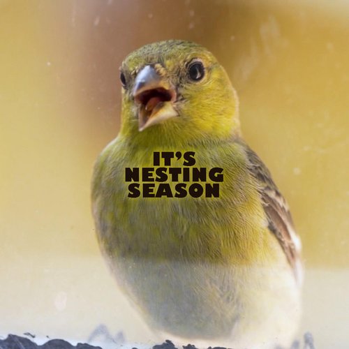 It's Nesting Season - Single