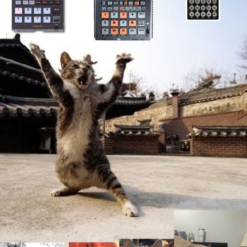 Shaolin Cats