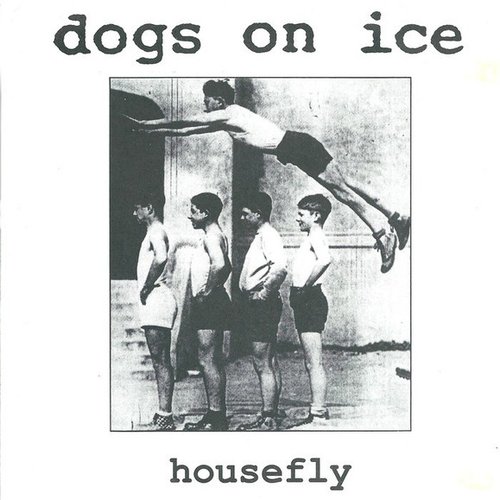 housefly