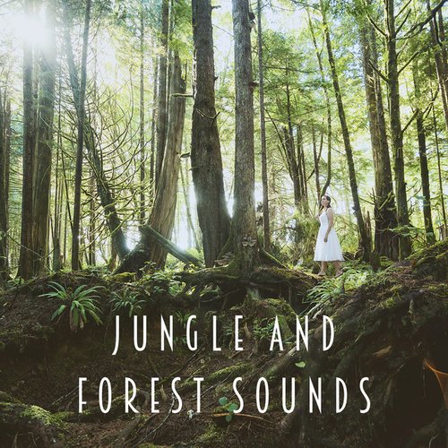 Jungle And Forest Sounds