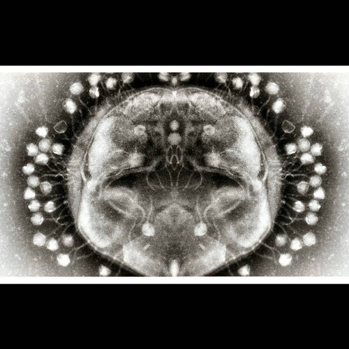 Phage