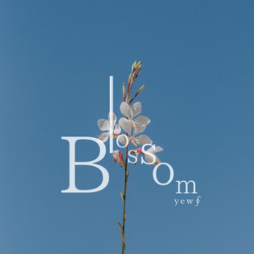Blossom