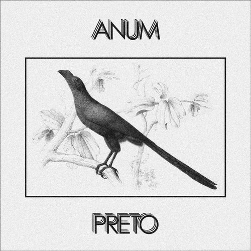 Anum Preto