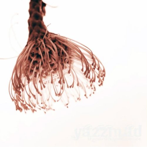 yazzmad