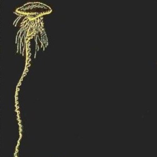 Portuguese Man-Of-War