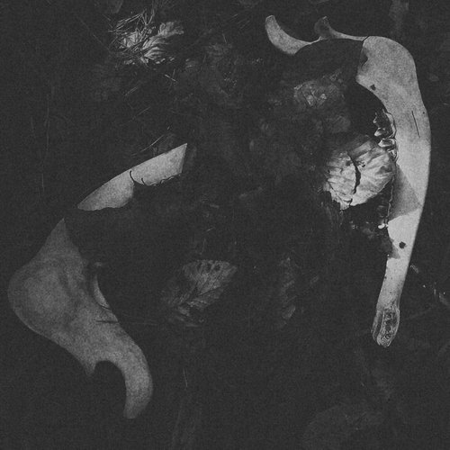 Branches and Old Bones
