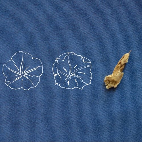 Moonflower