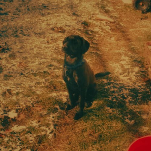 Bosco - EP