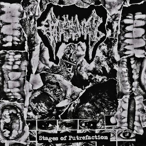 Stages of Putrefaction