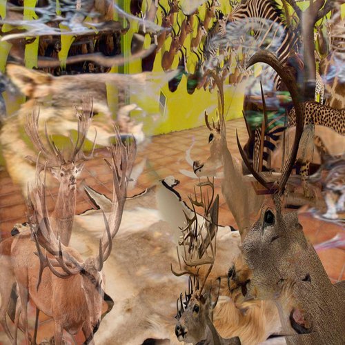 Taxidermy