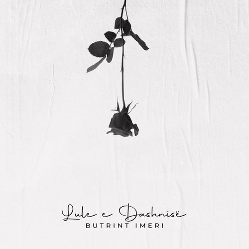 Lule e Dashnisë - Single