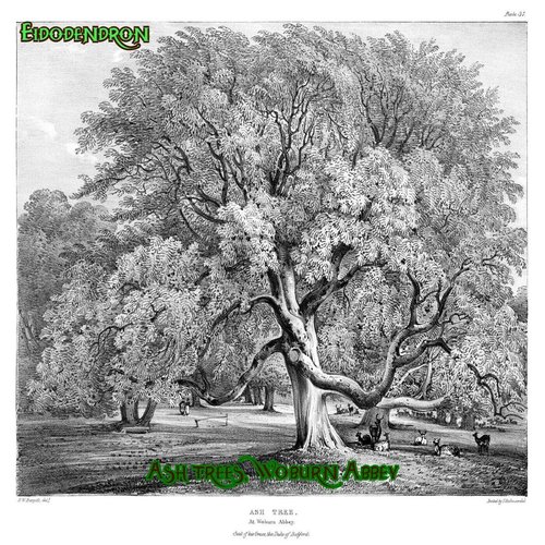 Ash trees, Woburn Abbey