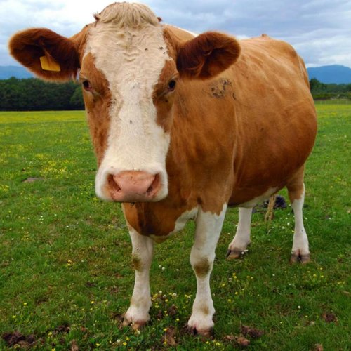 Cash Cow
