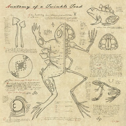 Anatomy of a Twinkle Toad