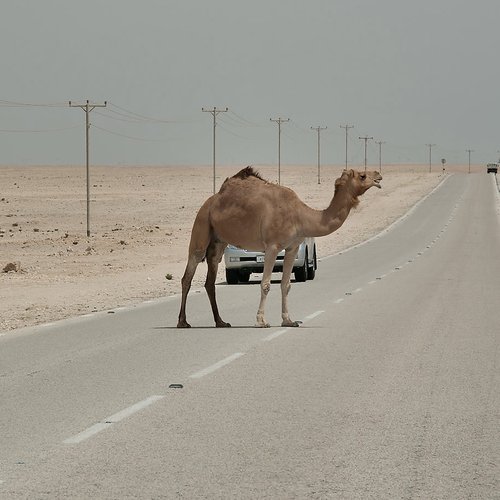 Camel$ on the Road