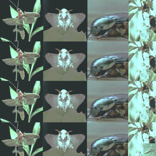 Biota Nunc