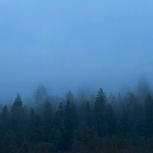thousand pines