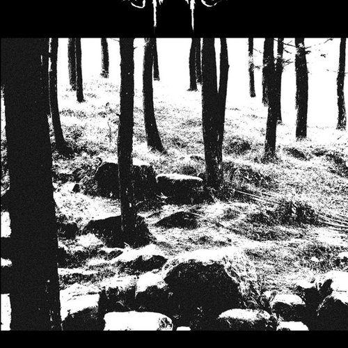 Fear Of The Forest