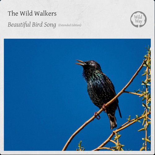 Beautiful Bird Song (Extended Edition)