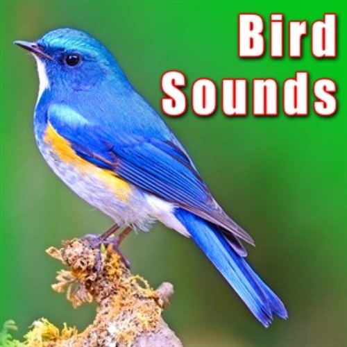 Bird Sounds