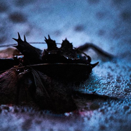 TOUR16-17 FROM DEPRESSION TO ______ [mode of Withering to death 
