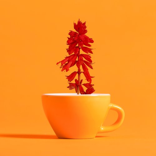 Salvia - Single