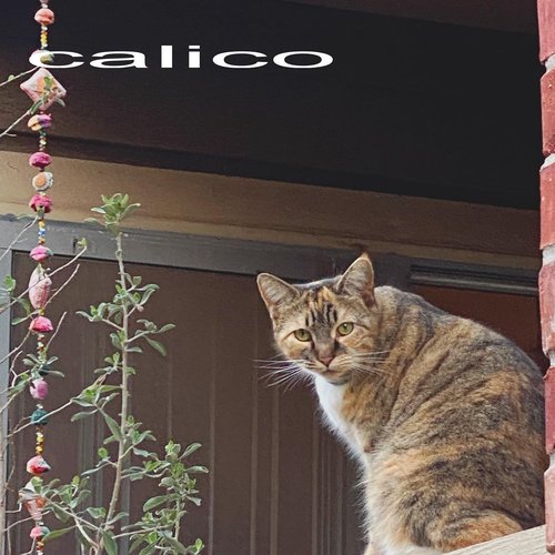 Calico EP