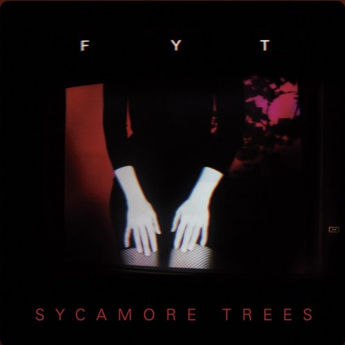Sycamore Trees