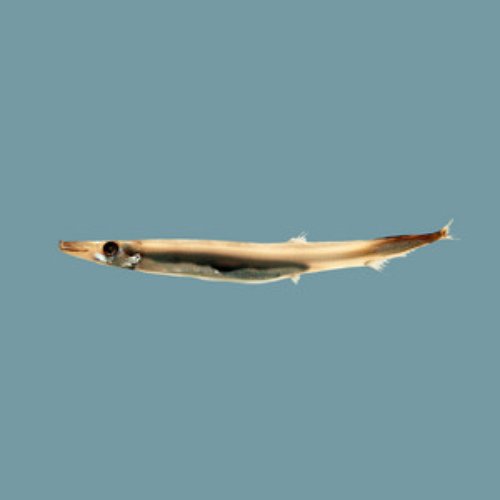 Barracuda