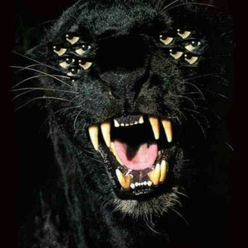Animal Bodies