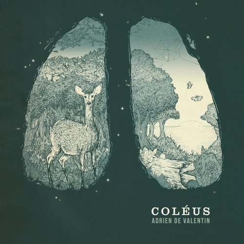 Coléus